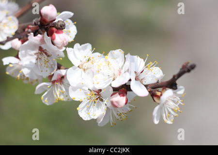 Frühling. Zweig der Aprikose Blüten, Nahaufnahme Stockfoto