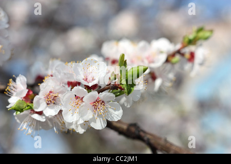 Frühling. Zweig der Aprikose Blüten, Nahaufnahme Stockfoto