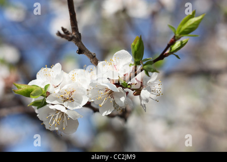 Frühling. Zweig der Aprikose Blüten, Nahaufnahme Stockfoto