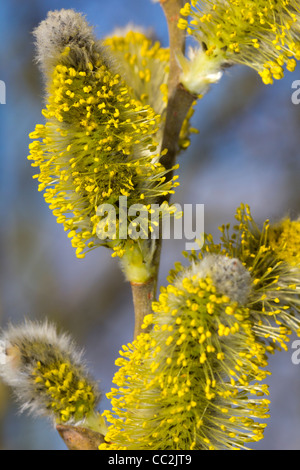 Witch-Hazel an einem Wintertag Stockfoto