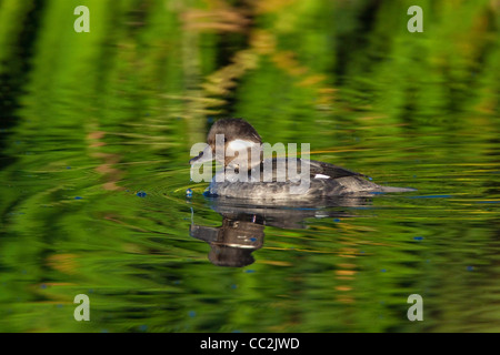 Bufflehead Bucephala Albeola Tucson, Pima County, Arizona, USA 3 Januar Erwachsenen weiblichen Anatidae Stockfoto