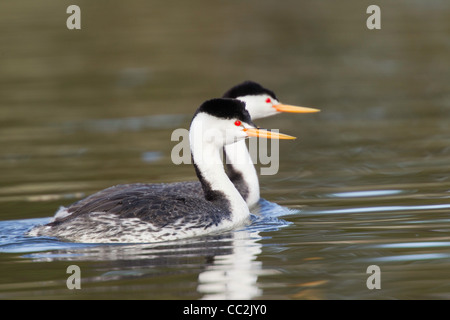 Clarks Grebe Aechmophorus Clarkii Klamath Falls, Oregon, USA 11 können Erwachsene Podicipedidae Stockfoto