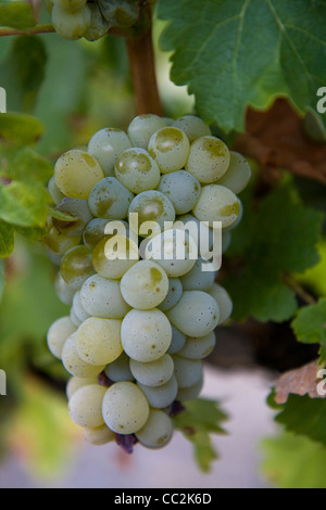 Trauben in den Winelands, Südafrika Stockfoto