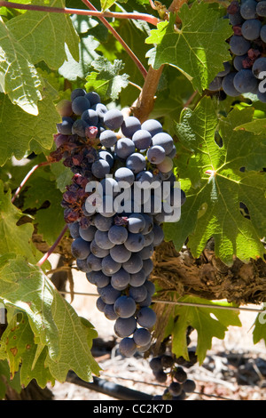 Trauben in den Winelands, Südafrika Stockfoto