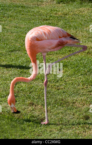 Flamingos oder Flamingos Stockfoto