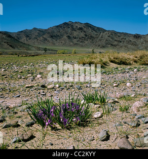 Iris Blumen in der Steppe in der Nähe von Tsengel. West-Mongolei. Khovd Flusstal Stockfoto