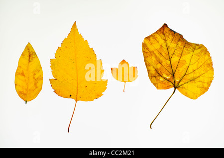 Gelbes Herbstlaub, Studioaufnahme Stockfoto