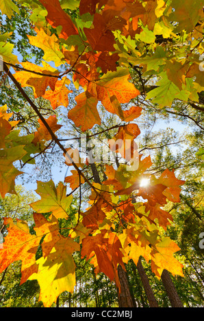 USA, Georgia, Stone Mountain, Autumn leaves Stockfoto