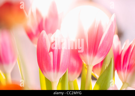 Studioaufnahme von rosa Tulpen Stockfoto