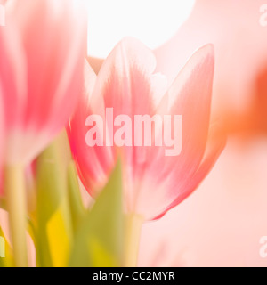 Studioaufnahme von rosa Tulpen Stockfoto