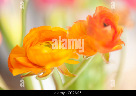 Studioaufnahme von orange Ranunculus Stockfoto