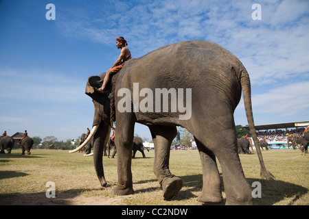 Eine Herde Elefanten und ihre Mahouts Suai (Master) während des jährlichen Festivals der Elephant Roundup.  Surin, Surin, Thailand Stockfoto