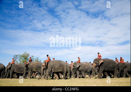 Eine Herde Elefanten und ihre Mahouts Suai (Master) während des jährlichen Festivals der Elephant Roundup. Surin, Surin, Thailand Stockfoto