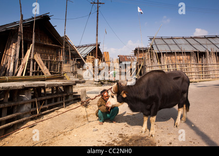 Indien, Arunachal Pradesh, Ziro Valley, Hong Dorf Mithun lecken Salz aus Menschenhand Stockfoto