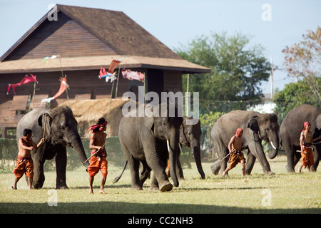 Herde von Elefanten und ihre Mahouts Suai (Master) während des jährlichen Festivals der Elephant Roundup.  Surin, Surin, Thailand Stockfoto