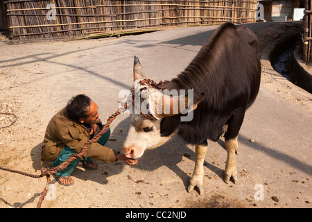 Indien, Arunachal Pradesh, Ziro Valley, Hong Dorf Mithun lecken Salz aus Menschenhand Stockfoto