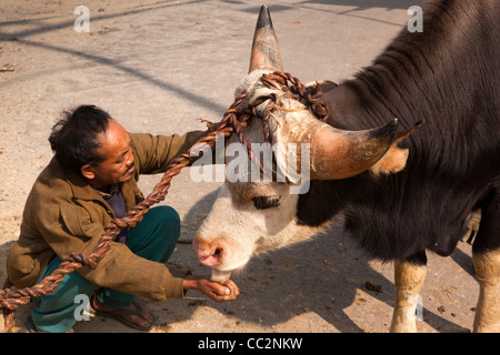 Indien, Arunachal Pradesh, Ziro Valley, Hong Dorf Mithun lecken Salz aus Menschenhand Stockfoto