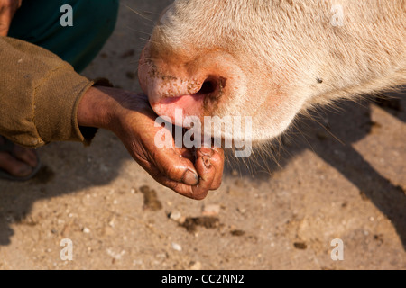 Indien, Arunachal Pradesh, Ziro Valley, Hong Dorf Mithun lecken Salz aus Menschenhand Stockfoto