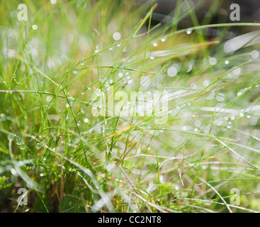 Irland, Grafschaft Westmeath, Tau auf dem Rasen Stockfoto