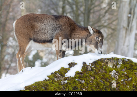 Mufflon (Ovis Orientalis Musimon) Stockfoto