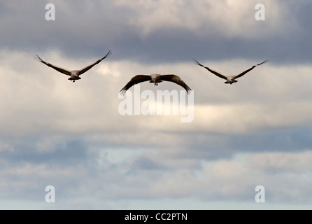 Fliegende Kraniche (Grus Grus) Stockfoto