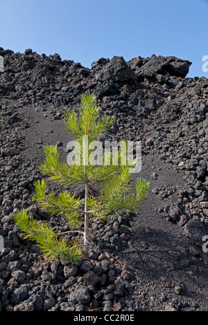 Junger Baum im Lavastrom Stockfoto