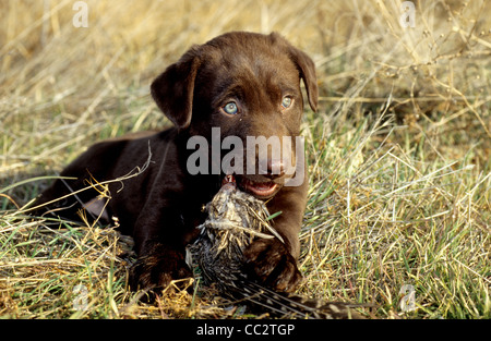 Chocolate Labrador Retriever Welpe etwa 8 Wochen alt Stockfoto