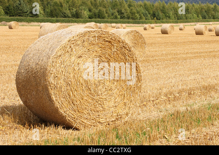 Hay Bails In einem Feld Stockfoto