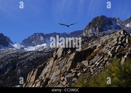 Weißkopf Adler über felsige Gipfel mit einem strahlend blauen Himmel. Stockfoto