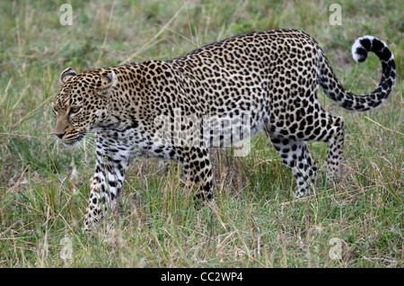 Leoparden Panthera Pardus zu Fuß in die Maasai Mara Nationalpark Kenia, Afrika Stockfoto