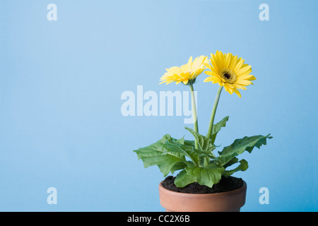 Gelbe Blumen auf blauem Hintergrund Stockfoto