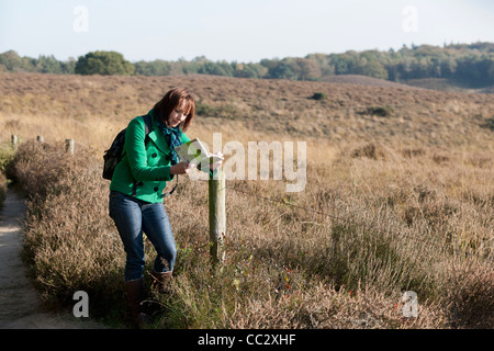 Die Niederlande, Veluwezoom, Posbank, Frau lesen Ratgeber in Landschaft Stockfoto