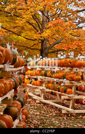 Kürbisfest, Keene, Cheshire County, New Hampshire, NH, USA Stockfoto