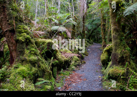 Regenwald-Track, der Franz Josef Glacier Südinsel Neuseeland Stockfoto