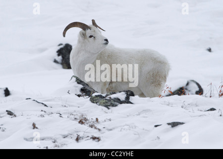 Dall-Schafe (Ovis Dalli) Ram kommen in Atigun Pass, verschneiten Berg hinunter Brooks Range Berge, Alaska im Oktober Stockfoto