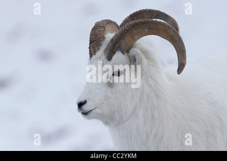 Dall-Schafe (Ovis Dalli) Rams im Schnee in Atigun Pass, Brooks Range Berge, Alaska im Oktober Stockfoto