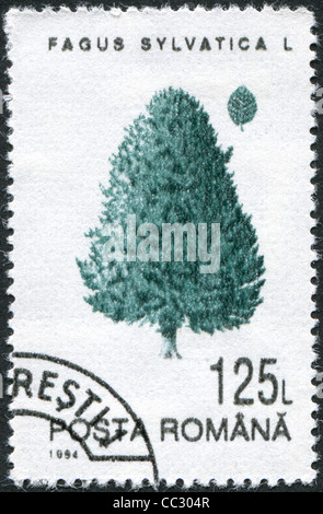 Rumänien - CIRCA 1994: Eine Briefmarke gedruckt in Rumänien, zeigt Fagus Sylvatica, circa 1994 Stockfoto