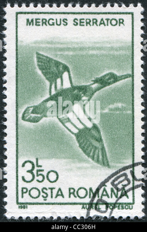 Rumänien - ca. 1991: Eine Briefmarke gedruckt in Rumänien, zeigt eine Red-breasted Prototyp (Mergus Serrator), ca. 1991 Stockfoto