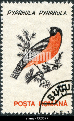 Rumänien - ca. 1993: Eine Briefmarke gedruckt in Rumänien, zeigt der eurasischen Gimpel (Pyrrhula Pyrrhula), ca. 1993 Stockfoto