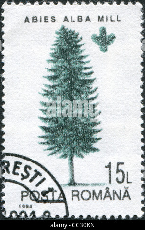 Rumänien - CIRCA 1994: Eine Briefmarke gedruckt in Rumänien, zeigt die Europäische Tanne (Abies Alba Mill), circa 1994 Stockfoto