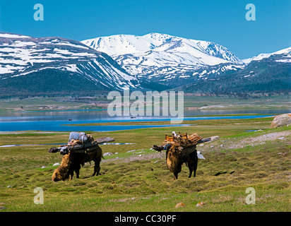 Zwei Kamele mit Jurten sind in der Nähe von Khurgan See Weiden.  Umzug nach Nomaden Camp im Sommer. West-Mongolei. Mongolischen Altai. Asien Stockfoto