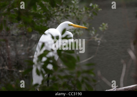 Silberreiher (Ardea Alba) Stockfoto