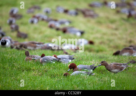 Europäische Pfeifente (Anas Penelope). Beweidung. Stockfoto