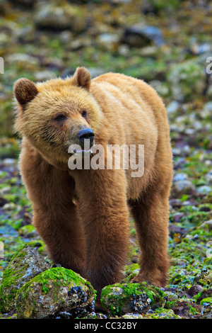 Coastal Grizzly Bear Cub Nahrungssuche bei Ebbe auf dem Festland British Columbia in Kanada Stockfoto