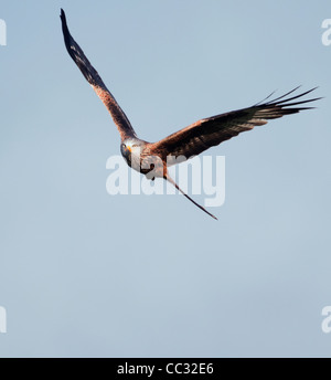 Rote Drachen Milvus milvus Stockfoto