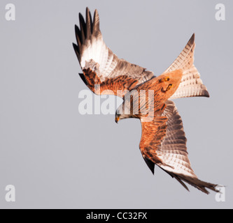 Rote Drachen Milvus Milvus Tauchen Stockfoto