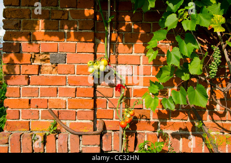 Tomaten-Klettern am roten Backsteinmauer. Ländliche Heimat Details und Gartenarbeit. Stockfoto