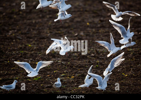 Lachmöwen (Larus Ridibunda). Nach einer Scheibenegge gezogen von einem Traktor, gestörte wirbellose Tiere zu sammeln. Stockfoto