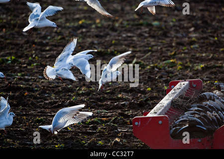 Lachmöwen (Larus Ridibunda). Nach einer Scheibenegge gezogen von einem Traktor, gestörte wirbellose Tiere zu sammeln. Stockfoto