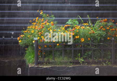 Kapuzinerkresse Blüten im Blumenbeet unter Sommerregen Stockfoto